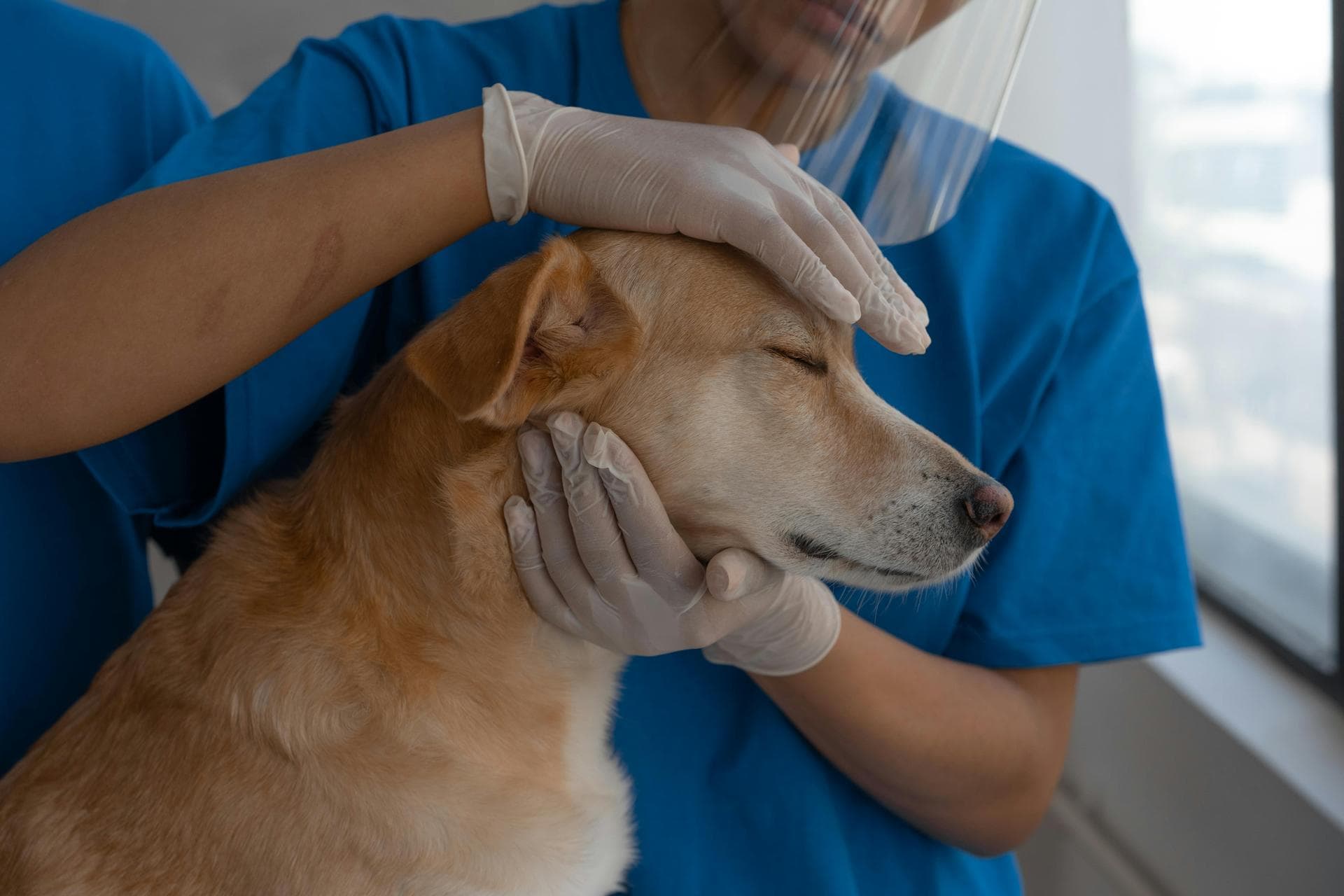 Dog & Cat Vets in Cranston